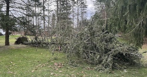 A tree fell down after a storm on Stump Road in Marcellus on Jan 10, 2024. (Timia Cobb | tcobb@syracuse.com)