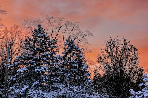 Pink-streaked skies glow over snow covered trees  in Fayetteville, NY after a lake effect snow event delayed schools and made commuting difficult Tuesday, November 29, 2023.