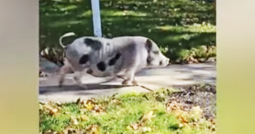 Breakfast the pig ran loose through Victor Place in the city of Buffalo, N.Y.  on Nov. 5. He was later captured by a Buffalo police officer who is the pig's owner. Screenshot from YouTube
